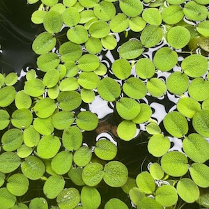 Top down view of Salvinia minima floating in a freshwater aquarium with textured green leaves spreading across the water surface, natural floating plant coverage for betta, shrimp, and planted tanks