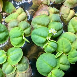 Red Root Floater floating on the surface of a freshwater aquarium with vibrant green and reddish leaves and long red roots, natural floating plant for betta fish, shrimp, and planted tanks