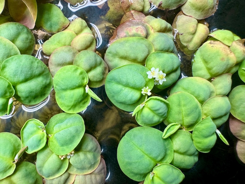 Red Root Floater floating on the surface of a freshwater aquarium with vibrant green and reddish leaves and long red roots, natural floating plant for betta fish, shrimp, and planted tanks