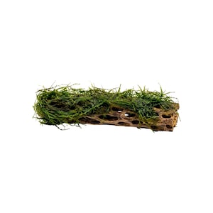 Cholla Wood with Moss | Shrimp Habitat & Aquarium Decor