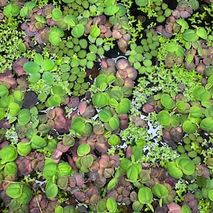 May include: A close-up of a variety of green and purple aquatic plants growing in a shallow pool of water. The plants are densely packed together, creating a lush and vibrant scene.