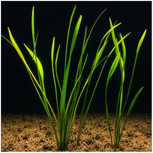 May include: A cluster of vibrant green, slender, grass-like aquatic plants with long, pointed blades. The plants are rooted in a textured, dark brown granular substrate, standing upright against a solid, deep black background.