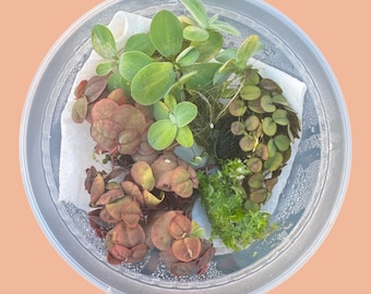 Floating Aquarium Plant Mix: Red Root, Water Lettuce, Salvinia, Duckweed