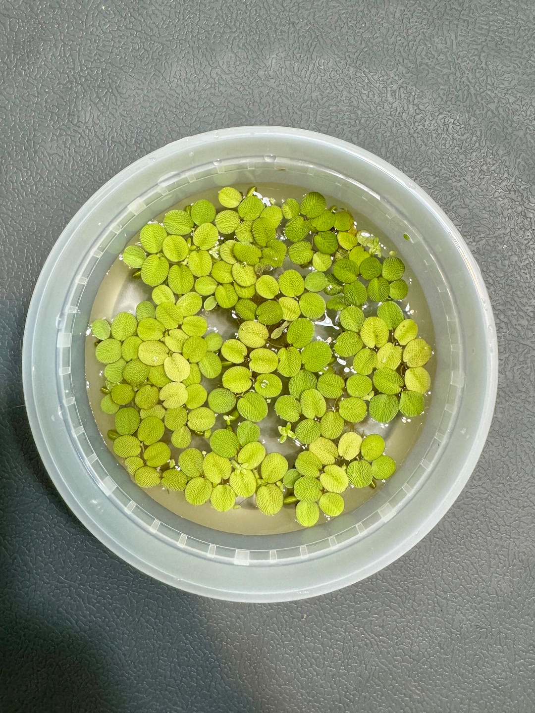 12-salvinia-aquarium-floating-plants-etsy