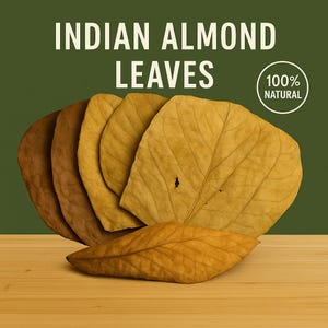 Large Indian Almond Leaves / Catappa Leaves