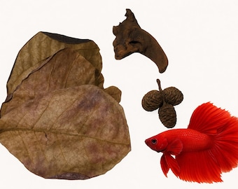 BOGO Aquarium Tannin Pack for Betta w/ Driftwood | Shrimp and Blackwater Tanks