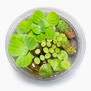 May include: A clear, round container filled with water and various aquatic plants. The plants include large, bright green leaves and smaller, rounder, light green leaves. Some plants have reddish-brown hues.