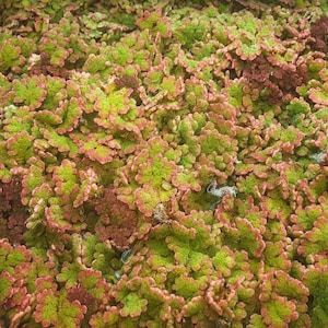 Azolla (Fairy Moss) — Live Floating Aquarium for Betta, Shrimp, and Nano Tanks