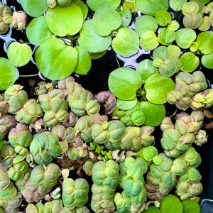 May include: A dense collection of floating aquatic plants featuring bright green, rounded leaves alongside clusters of smaller, textured, pale green and reddish-tinged foliage. The plants are densely packed together on the dark water surface.