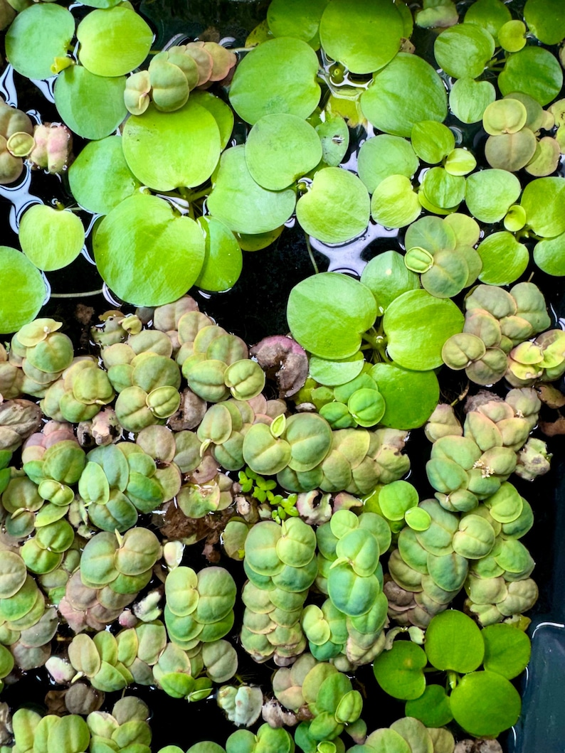 May include: A dense collection of floating aquatic plants featuring bright green, rounded leaves alongside clusters of smaller, textured, pale green and reddish-tinged foliage. The plants are densely packed together on the dark water surface.