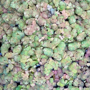 May include: A dense cluster of small, rounded aquatic leaves floating on water. The foliage displays a gradient of soft green and muted pinkish-red tones, with each individual leaf featuring a smooth, circular shape and a delicate, thin texture.