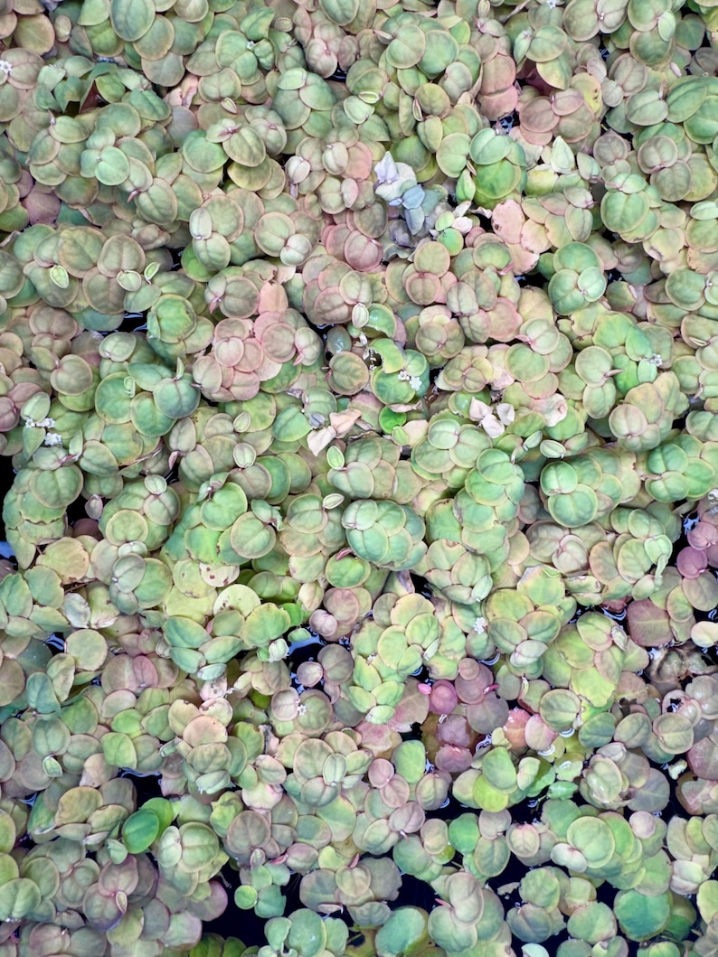 May include: A dense cluster of small, rounded aquatic leaves floating on water. The foliage displays a gradient of soft green and muted pinkish-red tones, with each individual leaf featuring a smooth, circular shape and a delicate, thin texture.