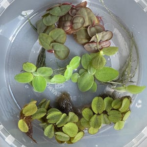 Floating Aquarium Plants Bundle – 7 Live Plants (Red Root, Water Lettuce, Salvinia) for Freshwater Tanks