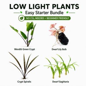 May include: A low light plants easy starter bundle featuring four aquatic plants: a green Wendtii Crypt, a Dwarf Lily Bulb with pinkish leaves, a brown-spotted Crypt Spiralis, and a cluster of bright green Dwarf Sagittaria with visible roots.