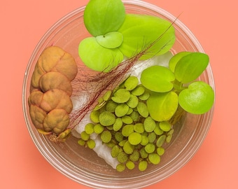 Top 4 Aquarium Floating Plants: Red Root Floater, Frogbit, Salvinia, Water Lettuce