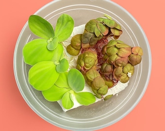 Water Lettuce & Red Root Floater Live Aquarium Floating Plant Bundle