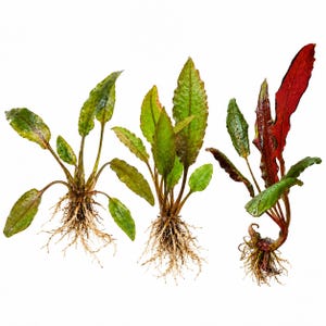 May include: Three aquatic plants with exposed white root systems. The left plant has green leaves, the center plant features green leaves with brown tones, and the right plant displays a mix of green and deep red, elongated leaves.