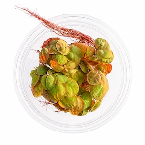 Floating Plant Mix Pack Live Aquarium Plants Bundle | Red Root Floater, Frogbit, Salvinia Minima & Anacharis | Betta Shrimp Tank image 10