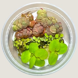 May include: A clear plastic container filled with various aquatic plants. The plants include large, bright green lily pads, small green plants, and reddish-brown, layered plants. The plants are arranged on a white, absorbent material.