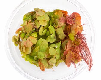 Red Root Floaters – Live Floating Aquarium Plants, Easy Care