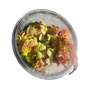 May include: A clear, circular plastic container filled with a dense cluster of small, round, variegated leaves in shades of lime green, yellow, and burnt orange, accompanied by a thin, fibrous, reddish-brown root system extending to the side.