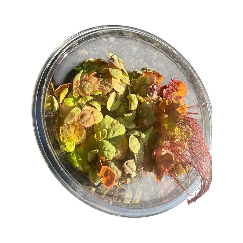 May include: A clear, circular plastic container filled with a dense cluster of small, round, variegated leaves in shades of lime green, yellow, and burnt orange, accompanied by a thin, fibrous, reddish-brown root system extending to the side.