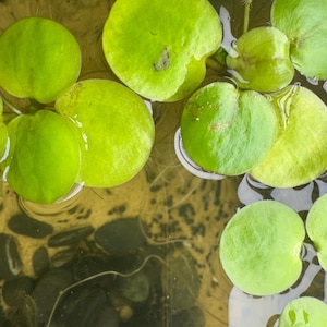 Top down view of Frogbit floating in a freshwater aquarium with large green leaves and long hanging roots, live floating plant for betta fish, shrimp, and natural planted aquariums