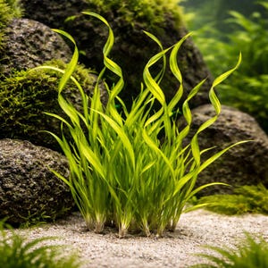 May include: A close-up of a vibrant green aquatic plant with long, slender leaves. Some leaves have a spiral shape, adding visual interest. The plant is set against a backdrop of rocks and sand, suggesting an underwater environment.