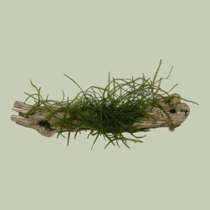 6-Inch Cholla Wood with Moss | Shrimp Habitat & Aquarium Decor