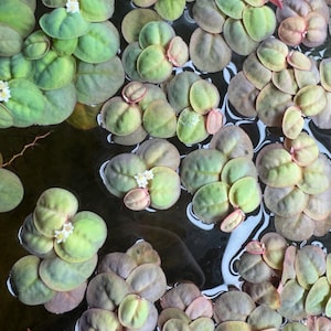 Top down view of Red Root Floater plants spreading across a planted aquarium with colorful rounded leaves and trailing red roots, live floating aquarium plant for freshwater fish tanks