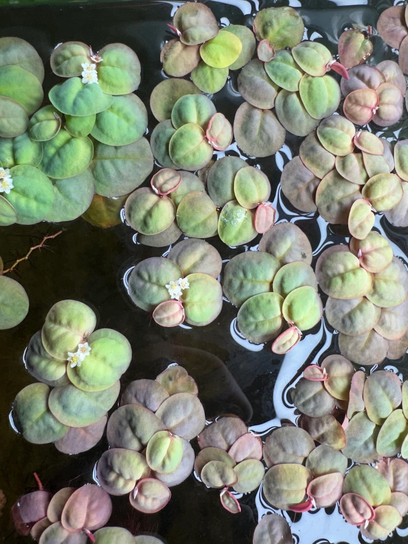 Top down view of Red Root Floater plants spreading across a planted aquarium with colorful rounded leaves and trailing red roots, live floating aquarium plant for freshwater fish tanks