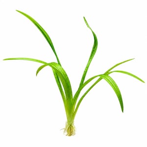May include: A vibrant green aquatic plant featuring long, slender, blade-like leaves that fan outward from a central base. The plant has a visible, pale, fibrous root system at the bottom, with the foliage displaying subtle light and dark green tones.