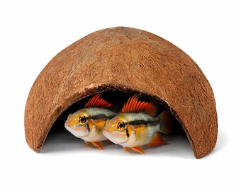 Coconut Fish Cave Hide (1, 2, 3, 6 Pack) – Aquarium Cave for Betta & Shrimp, Natural Fish Tank Decor, Shrimp Breeding Hideout