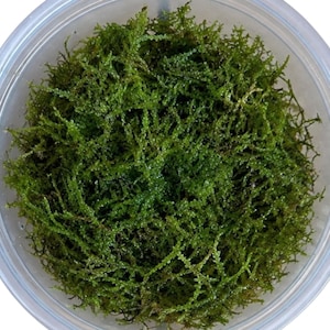 May include: A dense cluster of vibrant green aquatic moss packed into a clear, circular plastic container. The moss features a fine, branching, fern-like texture with numerous small, delicate stems radiating outward in a circular arrangement.