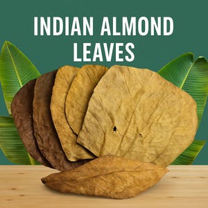 Small - Medium - Large Indian Almond Leaves / Catappa Leaves