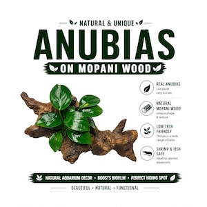 May include: Anubias plant attached to a piece of textured brown Mopani wood. The graphic includes the text: NATURAL & UNIQUE ANUBIAS ON MOPANI WOOD, REAL ANUBIAS, NATURAL MOPANI WOOD, LOW TECH FRIENDLY, SHRIMP & FISH SAFE, NATURAL AQUARIUM DECOR.