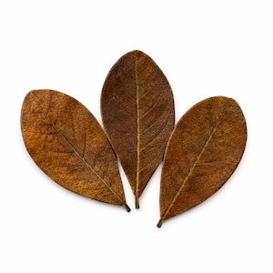 Mini Indian Almond Leaves / Catappa Leaves, betta, axolotl, fry, tetra