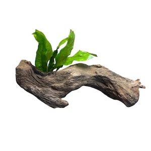 May include: A piece of driftwood with green leafy plants emerging from a crevice. The driftwood is a natural brown color with a textured surface. The plants have vibrant green leaves.