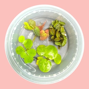 Buy2Get1Free Aquarium Plant Starter Bundle – 4 Floating Plants - Red Root, Frogbit, Salvinia & Water Lettuce – Great for Shrimp and Betta
