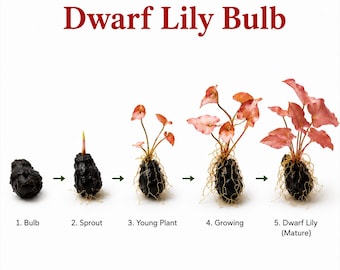 Dwarf Lily Bulb Live Aquarium Plant | Nymphaea micrantha | Easy Red Aquarium Lily | Rooted Bulb | Freshwater Aquatic Plant