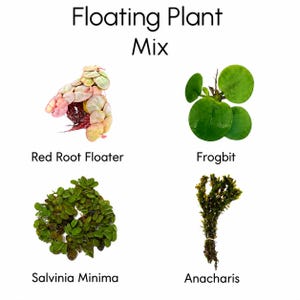 May include: Image of a floating plant mix with four different aquatic plants. The plants include Red Root Floater, Frogbit, Salvinia Minima, and Anacharis. The text "Floating Plant Mix" is at the top of the image.