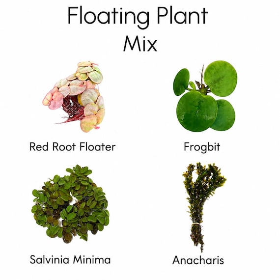 Floating Plant Mix Pack Live Aquarium Plants Bundle | Red Root Floater, Frogbit, Salvinia Minima & Anacharis | Betta Shrimp Tank