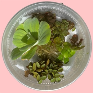Aquarium Plant Starter Bundle – 4 Floating Plants - Red Root, Frogbit, Salvinia & Water Lettuce – Great for Shrimp and Betta