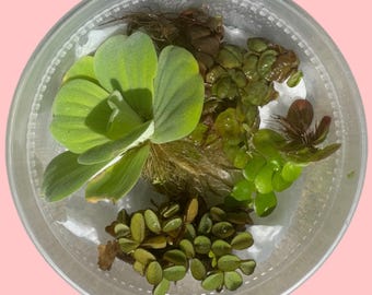 Aquarium Floating Plant Starter Pack: Red Root Floater, Frogbit, Salvinia, Water Lettuce