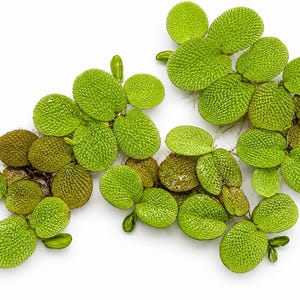 Top-down view of a healthy portion of Salvinia minima floating plants isolated on a white background. The cluster features bright green textured leaves with detailed surface patterns, natural growth runners, and visible roots, making it ideal for freshwater aquariums, shrimp tanks, and betta habitats.