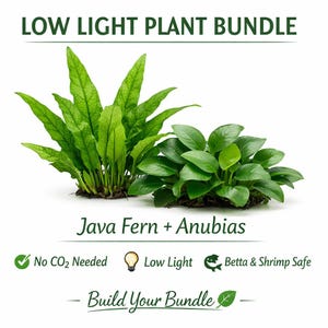 May include: A bundle of two green aquatic plants, Java Fern and Anubias, suitable for low-light environments. The image includes text that reads "Low Light Plant Bundle", "No CO2 Needed", "Low Light", and "Betta & Shrimp Safe".