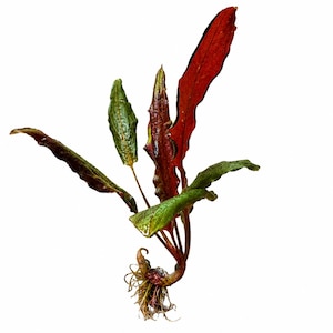 May include: An aquatic plant with a cluster of elongated, lance-shaped leaves that transition in color from deep forest green to vibrant burgundy red. The plant features a central stem base with a visible, tangled root system extending downward.