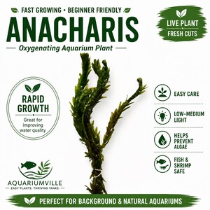 Anacharis aquarium plant infographic on a white background featuring live fresh cut Anacharis with beginner-friendly care icons, rapid growth benefits, low to medium light requirements, algae prevention, and fish and shrimp safe freshwater plant information for aquariums