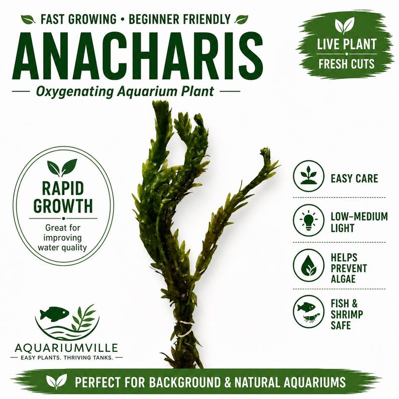 Anacharis aquarium plant infographic on a white background featuring live fresh cut Anacharis with beginner-friendly care icons, rapid growth benefits, low to medium light requirements, algae prevention, and fish and shrimp safe freshwater plant information for aquariums
