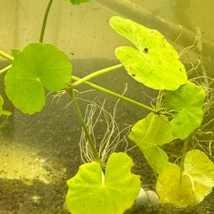 Hydrocotyle Pennywort Live Aquatic Stem Plant in a Pot